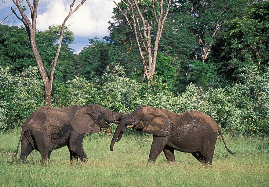 Photo from Romantic Safari Bliss: 13 Days Tanzania Honeymoon Safari Package safari tour